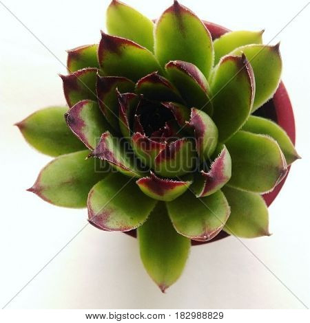 Plant. Background. Focused. Nice. Naturre. Decoration. Lovely.