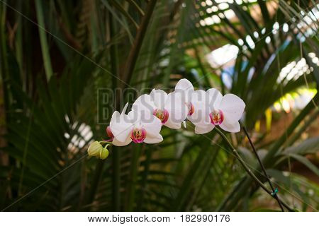 Closeup of Orchids flowers and green leaves background with sunlight in garden. Orchids is considered the queen of flowers in Spain.
