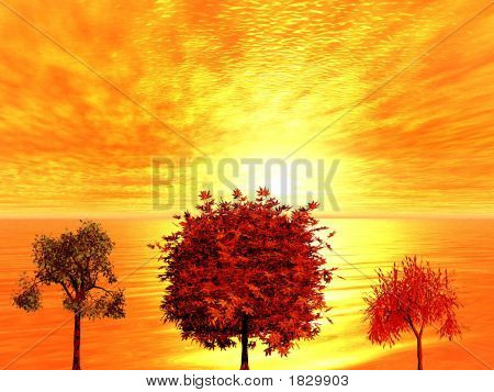 Sunrise. Alberi