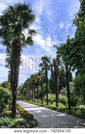 Palm trees alley in botanical garden Nikitsky, Yalta, Crimea, Russia