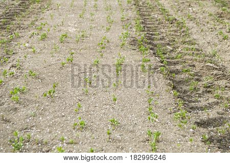 Fertilized cultivated field, fertilized green lentil field, fertilizer and agriculture