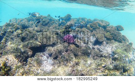 Fish-surgical Akantnuridae, Seabreams And Swim Around A Bright Colored Coral Reef In The Red Sea In