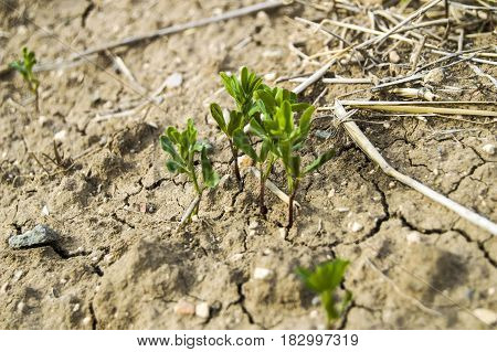 Fertilized cultivated field, fertilized green lentil field, fertilizer and agriculture