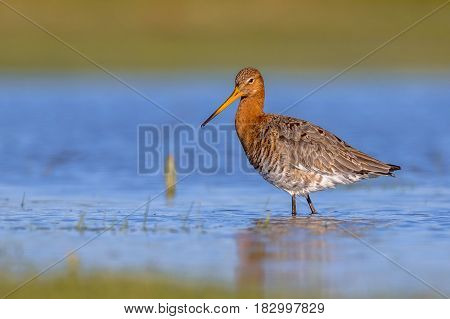 Black Tailed Godwit Standing And Looking In Shallow Water