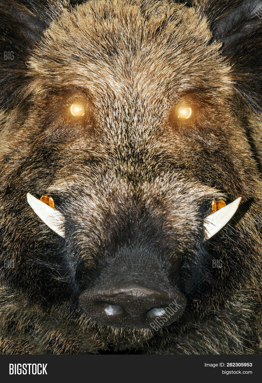 Wild Boar Eyes