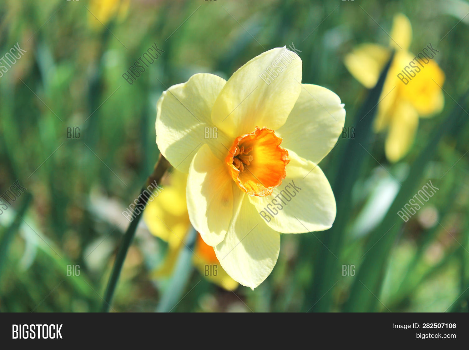 Flower Jonquil Image & Photo (Free Trial) Bigstock