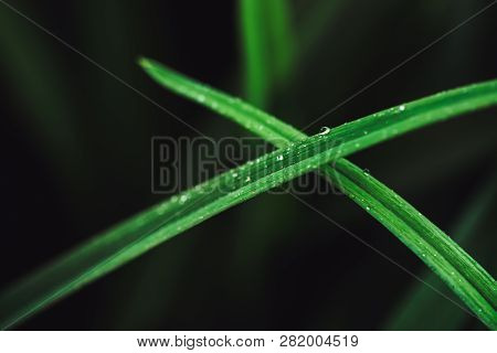 Beautiful Vivid Shiny Dark Green Grass With Dew Drops Close-up With Copy Space. Pure, Pleasant, Nice