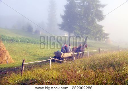 Horse - Drawn Carriages In The Fog