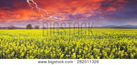 Thunderstorm  On Rapeseed Field