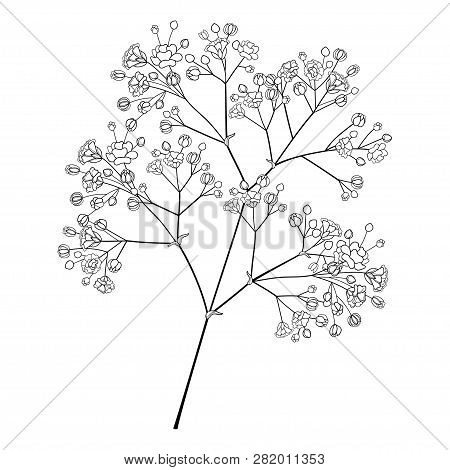 Vector Branch With Outline Gypsophila Bud And Delicate Flower In Black Isolated On White Background.