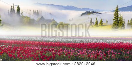 Field Of Tulips In The Carpathians