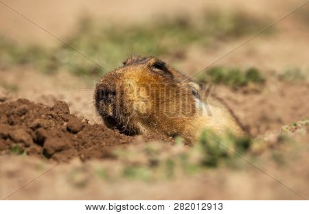 Close Up Of A Big-headed African Mole-rat, Also Known As The Giant Root-rat, Ethiopian African Mole-