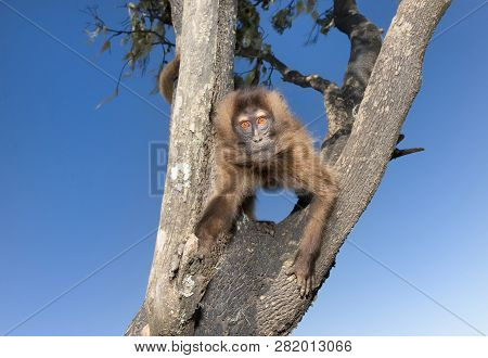 Close Up Of A Curious Baby Gelada Monkey Sitting In The Tree, Simien Mountains, Ethiopia.