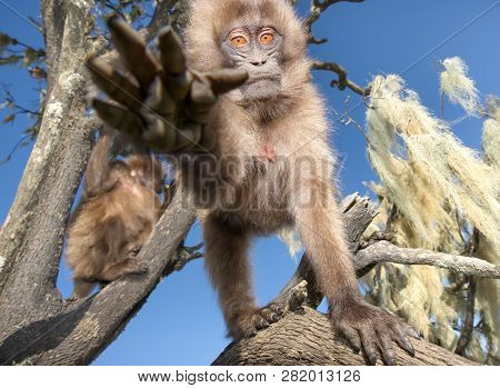 Close Up Of A Curious Baby Gelada Monkey In Summer, Simien Mountains, Ethiopia.