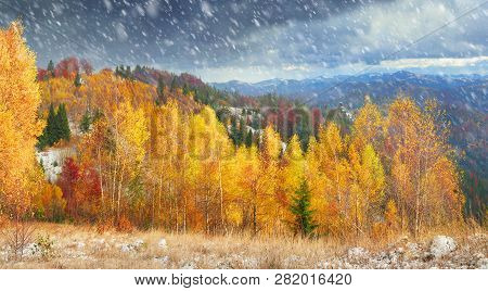 Golden Forest Ridge Sokilsky