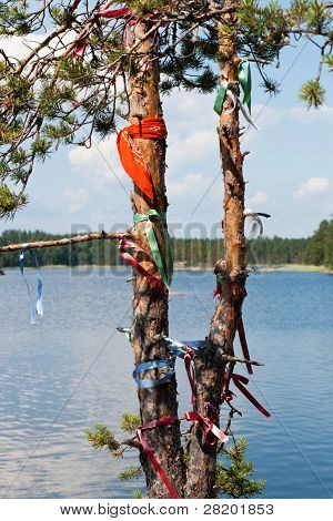 Ønske fyrretræ i Finland
