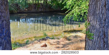 Views Of Jordan River Trail With Surrounding Trees, Russian Olive, Cottonwood And Silt Filled Muddy 