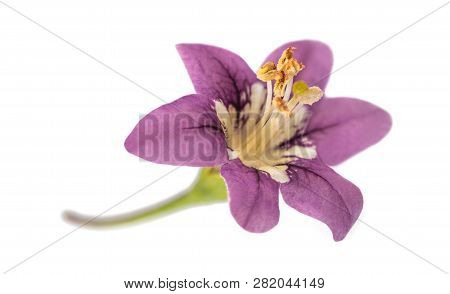 Goji  Flower Head  Isolated On White Background