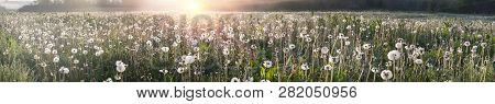 Dandelions At Sunrise