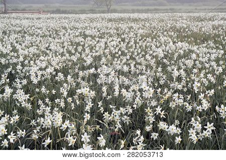 Daffodils At Dawn