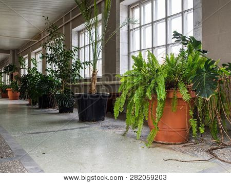 Pots With High Flowers In A Corridor. Houseplants Of Different Types. Large Windows For Good Lightin