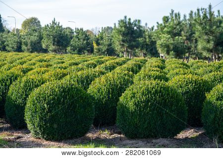 Evergreen Buxus Or Box Wood Nursery In Netherlands, Plantation Of Big Round Box Tree Balls In Rows D