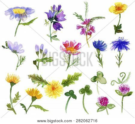 Hand-drawn Wildflowers Isolated On White Background. Watercolor Illustration. Template For Surface D