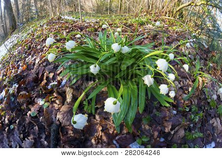 Alpine Snow Flowers