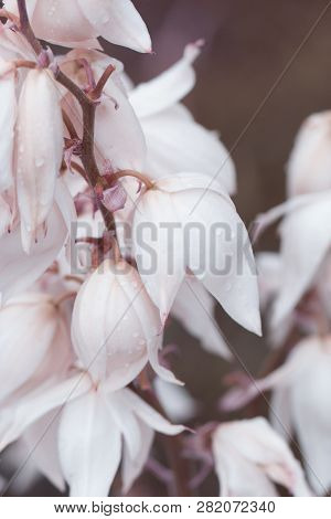 Decorative Yucca Plant. Flowers Of Yucca. Blooming Yucca Bush. Yucca Bushes In Bloom. Gardening Them
