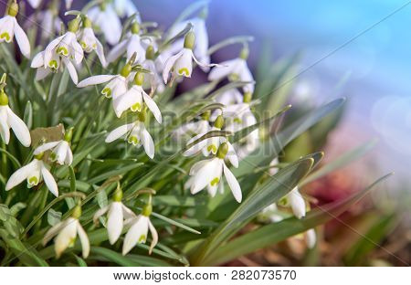 White Snowdrop Flowers And Sunshine. Spring Background.