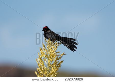 Male Red-collared Widowbird (euplectes Ardens)