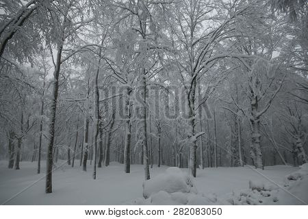 Winter Magic Landscape With Snow, Mount Amiata, Tuscany, Italy