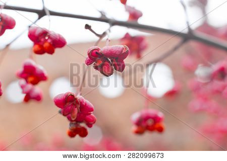 Deciduous Shrub, Pink Flowers With Orange Seeds Of Euonymus Europaeus Or Spindle. Celastraceae