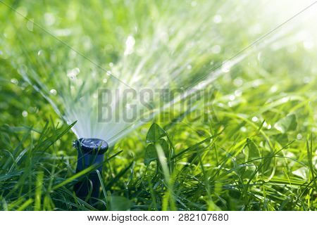 Lawn Water Sprinkler Spraying Water Over Lawn Green Fresh Grass In Garden Or Backyard On Hot Summer 