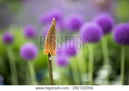 Beautiful flowers fuul bloom beside Lake Kawaguchi near Mount Fuji Japan