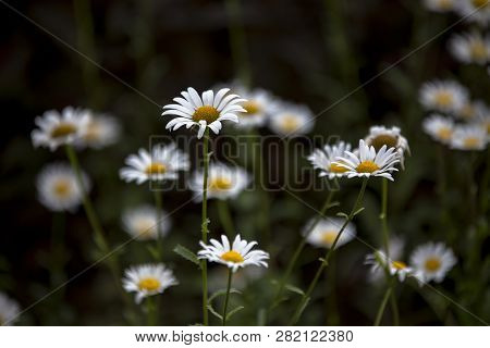 Beautiful Flowers Fuul Bloom Beside Lake Kawaguchi Near Mount Fuji Japan