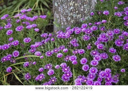 Beautiful flowers fuul bloom beside Lake Kawaguchi near Mount Fuji Japan