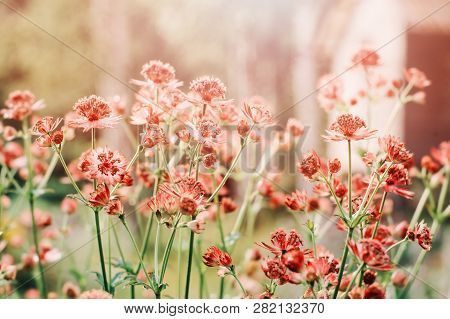 Close Up Of Blooming Astrantia Major In Summer Garden. Beautiful Perennial For Herbaceous Border.