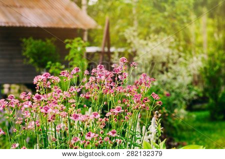 Private Summer Cottage Garden View With Blooming Astrantia. Decorative Shrubs, Conifers And Perennia