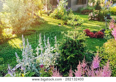 Beautiful Blooming Summer Garden In English Cottage Style. Flower Bed With Astilbe, Stachys, Abies K