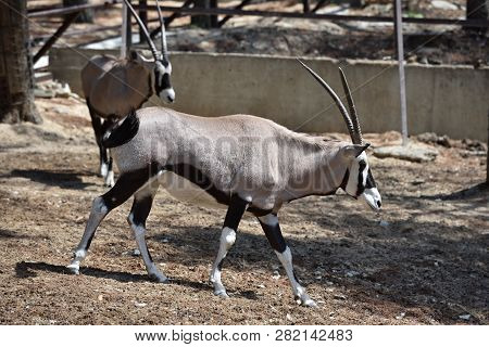 Beautiful Antilope Oryx In A Special Pen In The Zoo Of The City Of Gelendzhik