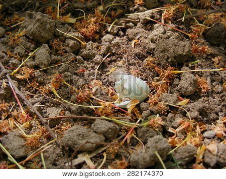 Shell Of Small Bird Is Thrown Out On The Ground