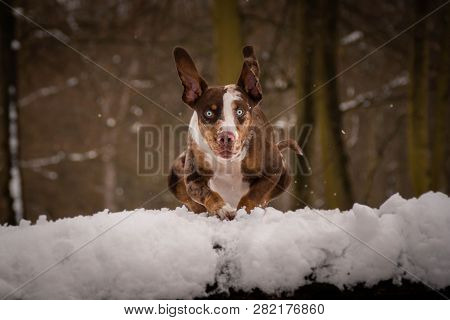 Photo Of Catahoula Leopard Dog In Jump.