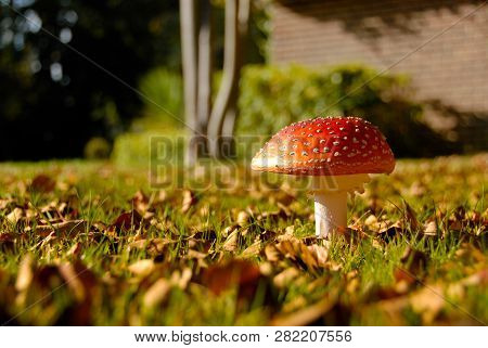 Fly Agaric Latin Amanita Muscaria In Grass Garden Detail