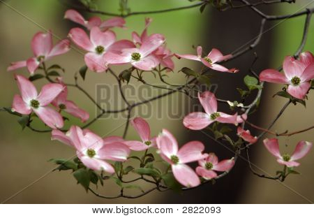 Tulip Tree