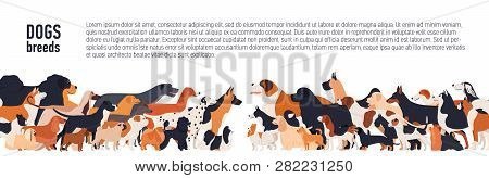 Background With Place For Text And Different Thoroughbred Dogs. Horizontal Orientation Banner, Flyer