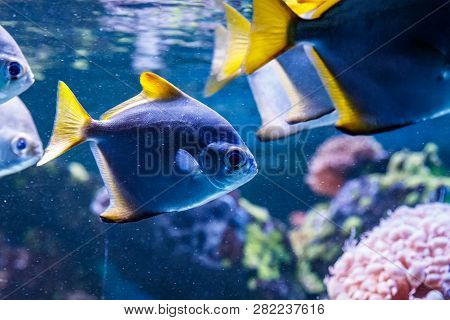 Macro Fish Neopomacentrus Filamentosus Monodactylidae Close Up