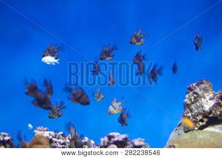 Zanclus Cornutus.exotic Tropical Fish On The Background Of Corals And Reefs.a Flock Of Striped Aquar