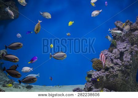 Zanclus Cornutus.exotic Tropical Fish On The Background Of Corals And Reefs.a Flock Of Striped Aquar