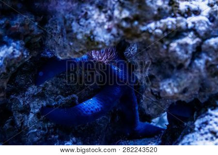 Macro Blue Starfish Linckia Laevigata